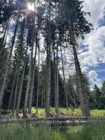 Prodej podílu lesa, Kramolín, 1401 m2