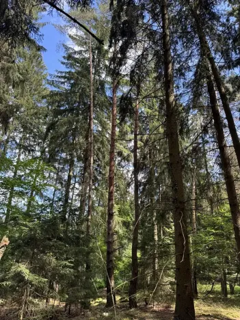 Prodej podílu lesa, Kramolín, 1401 m2