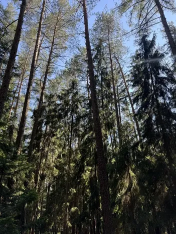 Prodej lesa, Jestřebí, 18879 m2