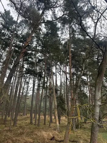 Prodej podílu lesa, Koloveč, 11497 m2
