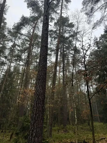 Prodej podílu lesa, Koloveč, 11497 m2
