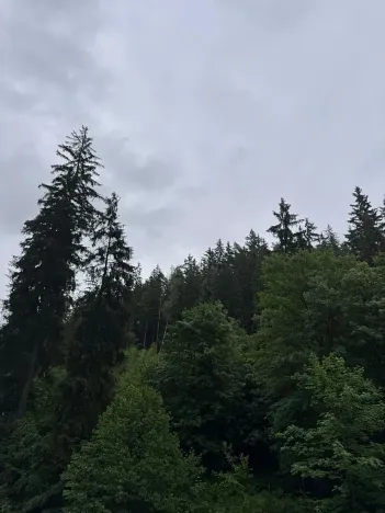 Prodej lesa, Železný Brod, 18900 m2