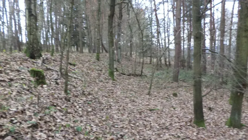 Prodej lesa, Křečovice - Nahoruby, 28299 m2