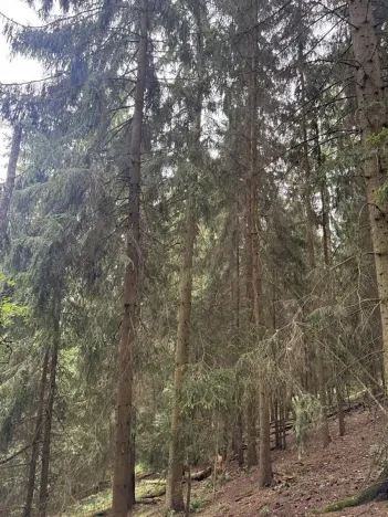 Prodej lesa, Všelibice, 12954 m2