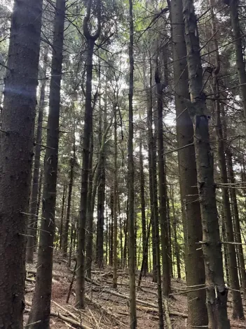 Prodej podílu lesa, Proseč pod Ještědem, 3598 m2