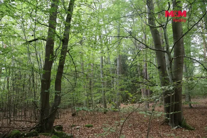 Prodej lesa, Chanovice - Újezd u Chanovic, 1762 m2