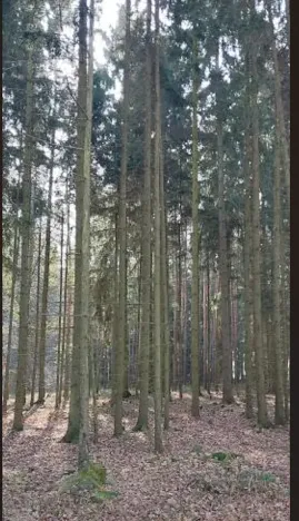 Prodej lesa, Hvozdec, 12572 m2