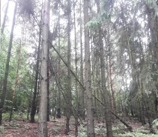 Dražba lesa, Dolní Hbity, 14259 m2