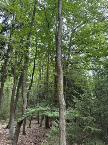 Prodej lesa, Řevničov, 11311 m2