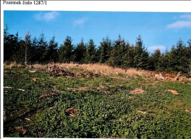 Prodej lesa, Vladislav, 11904 m2