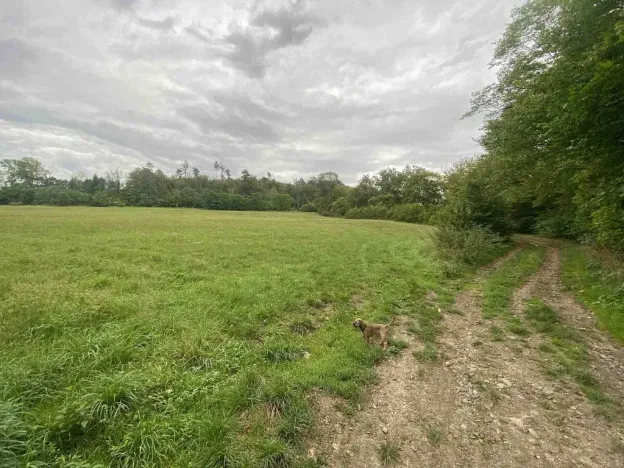 Prodej pole, Potštejn, 950 m2