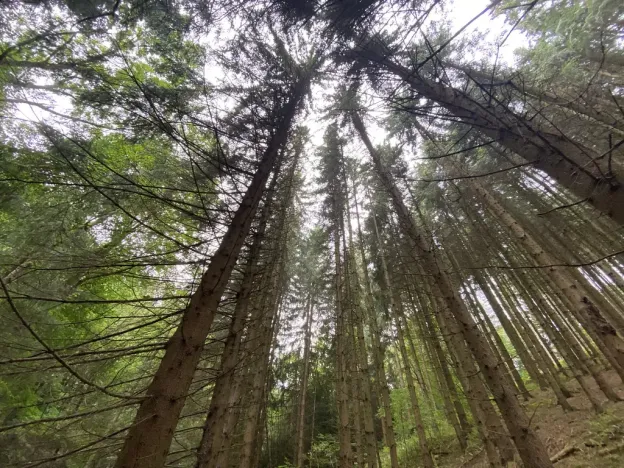 Prodej lesa, Strážná, 11485 m2