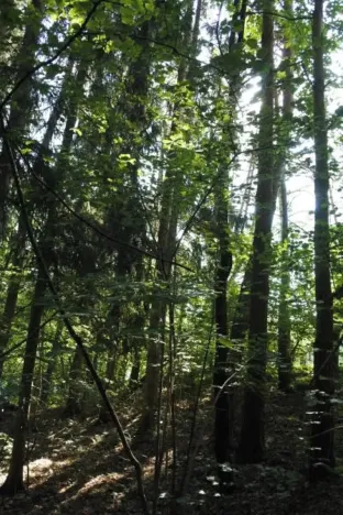 Prodej lesa, Strunkovice nad Volyňkou, 2510 m2