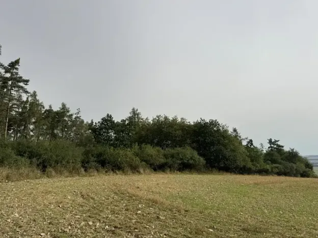 Prodej lesa, Kladruby nad Labem, 11916 m2