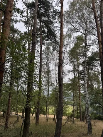 Prodej lesa, Kladruby nad Labem, 11916 m2