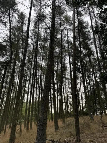 Prodej lesa, Kladruby nad Labem, 11916 m2