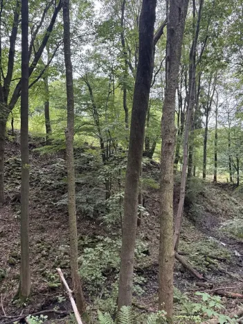 Prodej lesa, Malšovice, 62626 m2