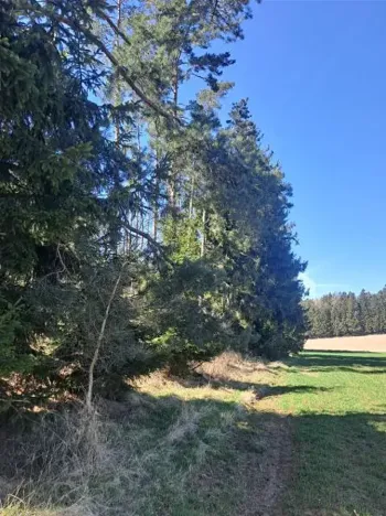 Prodej lesa, Strmilov, 1644 m2