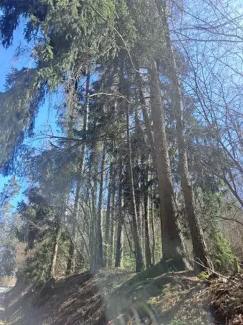 Prodej lesa, Strmilov, 424 m2