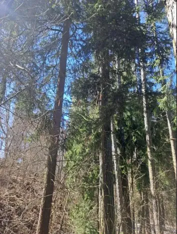 Prodej lesa, Strmilov, 424 m2