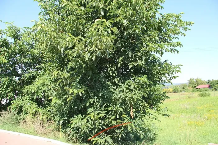 Prodej rodinného domu, Píšťany, 160 m2