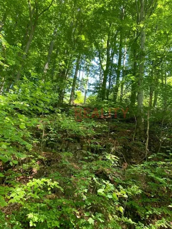 Prodej lesa, Třinec, 102000 m2