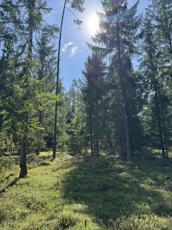 Prodej lesa, Novosedly nad Nežárkou, 67560 m2