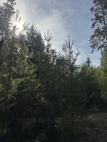 Prodej lesa, Novosedly nad Nežárkou, 67560 m2