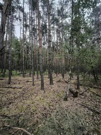 Prodej lesa, Čečelice, 21226 m2
