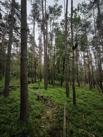 Prodej lesa, Čečelice, 21226 m2
