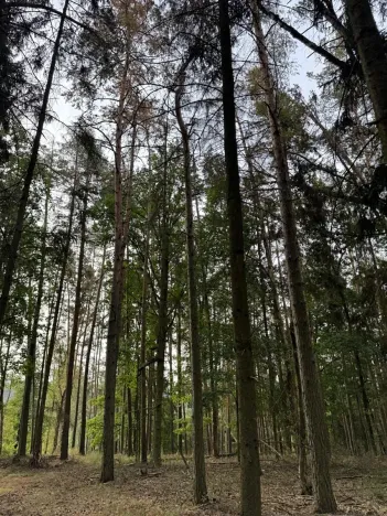 Prodej lesa, Zruč-Senec, 2639 m2