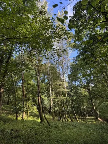 Prodej lesa, Chorušice, 14963 m2