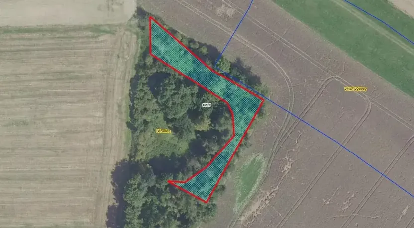 Prodej lesa, Běrunice, 1361 m2