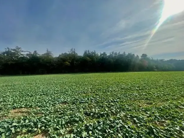 Prodej pole, Praha - Liboc, Na Padesátníku I, 24066 m2