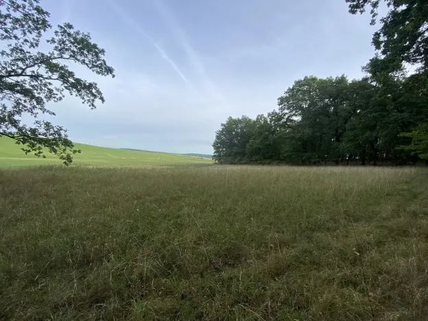 Prodej louky, Ostřetín - Vysoká u Holic, 2972 m2