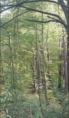 Prodej lesa, Horní Bludovice, 1625 m2