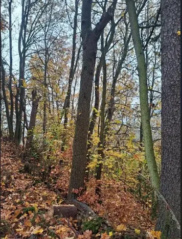 Prodej podílu lesa, Stará Paka, 2755 m2