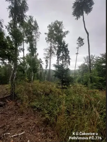 Prodej lesa, Pelhřimov, 14638 m2