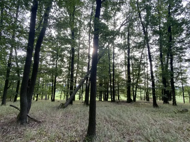 Prodej lesa, Ostřetín - Vysoká u Holic, 11957 m2