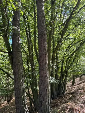 Prodej lesa, Vlkančice, 10739 m2