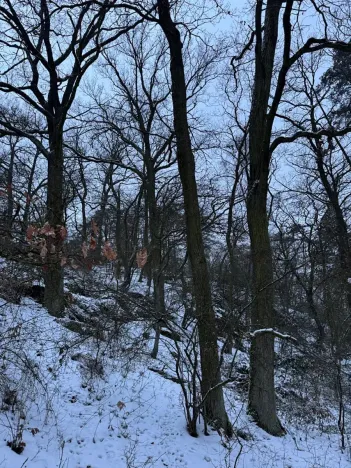 Prodej lesa, Kralupy nad Vltavou, 2714 m2