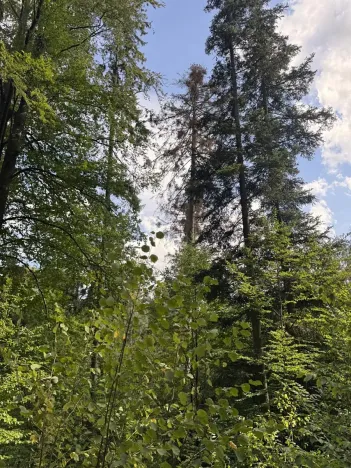 Prodej podílu lesa, Dolní Studénky, 11507 m2
