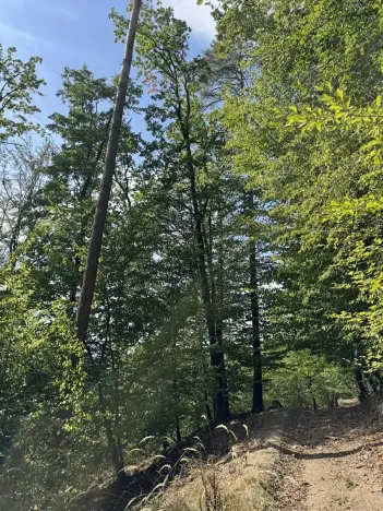 Prodej podílu lesa, Dolní Studénky, 11507 m2