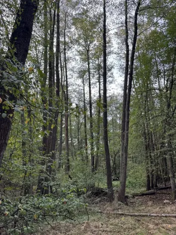 Prodej rybníku, Vráž, 3145 m2