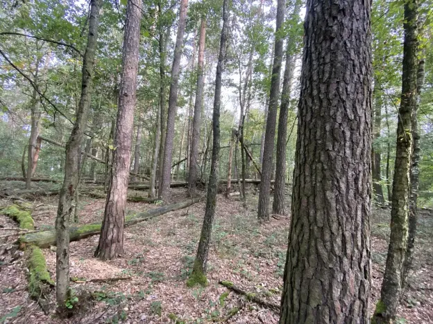 Prodej lesa, Ostřetín - Vysoká u Holic, 5528 m2