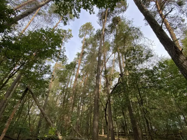 Prodej lesa, Ostřetín - Vysoká u Holic, 5528 m2