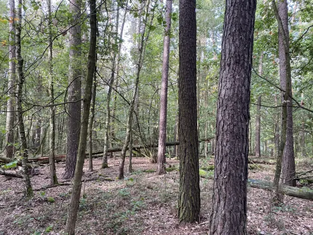 Prodej lesa, Ostřetín - Vysoká u Holic, 5528 m2