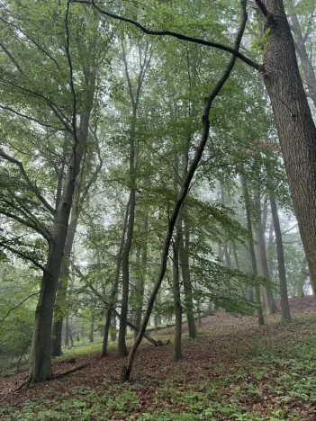Prodej podílu lesa, Velký Ořechov, 2457 m2