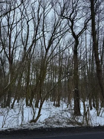 Prodej lesa, Kralupy nad Vltavou, 3462 m2