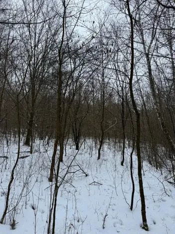 Prodej lesa, Kralupy nad Vltavou, 3462 m2